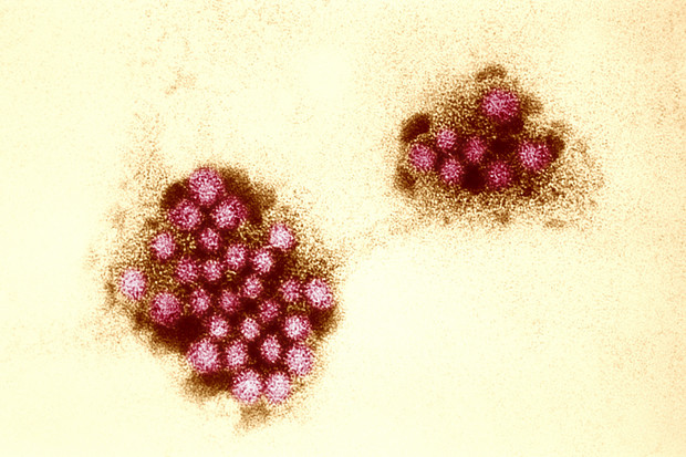Sydney 2012 - Mutant Norovirus - Cruise Ship Danger
